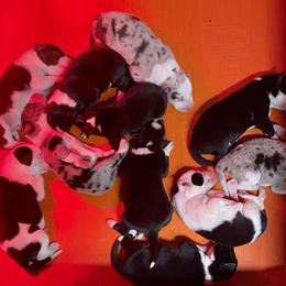 Border Collie puppies from Claycreek Ranch