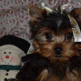 Yorkshire Terriers from Rocketeer Yorkies