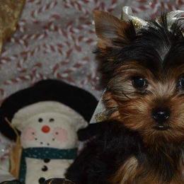 Yorkshire Terriers from Rocketeer Yorkies