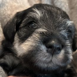 Miniature Schnauzer Puppies from Aurora Miniature Schnauzers