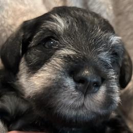 Miniature Schnauzer Puppies from Aurora Miniature Schnauzers