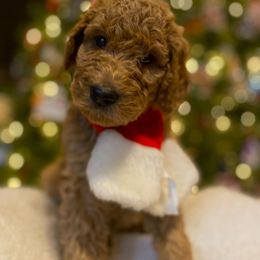 Poodle Puppies from Monte's poodles