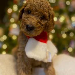 Poodle Puppies from Monte's poodles