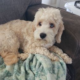 Twinkie (merle carrier) - Cockapoo