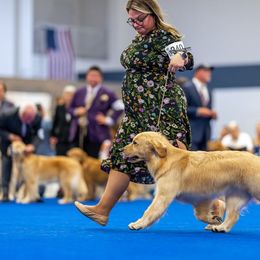Glinda - Golden Retriever
