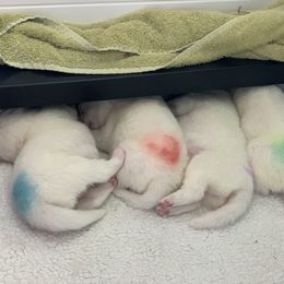 Samoyed Puppies from ArticCross Samoyeds-Florida