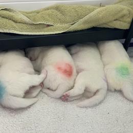 Samoyed Puppies from ArticCross Samoyeds-Florida