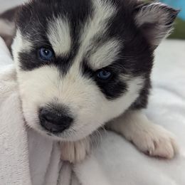Siberian Husky Puppies from 3 Rivers Siberians(Richard's)
