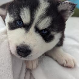 Siberian Husky Puppies from 3 Rivers Siberians(Richard's)