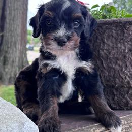 Lark - Tri-color male Bernedoodle puppy in Rising Sun, Indiana from Ruby Lane Doodles