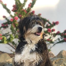 Rosie - Bernedoodle