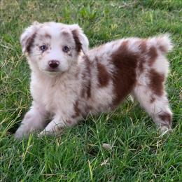 Piper - Red merle female Australian Shepherd puppy in Artois, California from Aloe Aussies