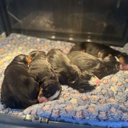 Female 1 - Black rust and white female Bernese Mountain Dog puppy in Harrisburg, North Carolina from Bunn Ranch Goldens & Bernese