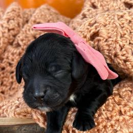 Girl 1 - Black female Cockapoo puppy in Lake Tansi, Tennessee from Davis cockapoos