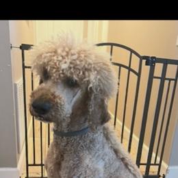 Chaco - Poodle