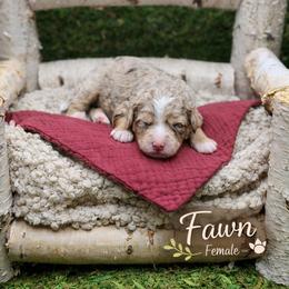 Fawn - Chocolate merle female Bernedoodle puppy in Williamson, New York from Lakeside Doodles