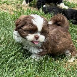 Liver male - Liver and white male Shih Tzu puppy in Newark, Ohio from Gemini Kennels