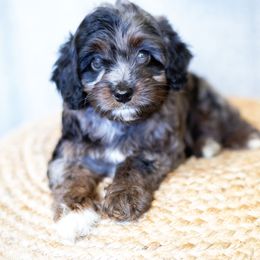 Blaze - Merle male Goldendoodle puppy in Bradenton, Florida from Doodle Acres