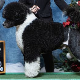 Portuguese Water Dog Puppies from Seawind Portuguese Water Dogs