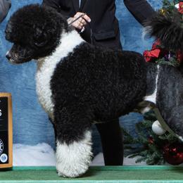 Portuguese Water Dog Puppies from Seawind Portuguese Water Dogs