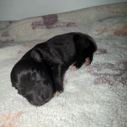 Peep - Black male Australian Shepherd puppy in Windsor, New York from Double B Aussies