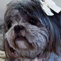 Linda - Shih Tzu
