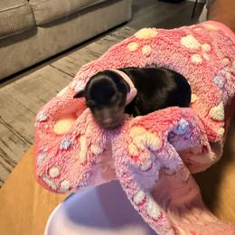 Miniature Pinscher Puppies from Bridget GreenBoddy