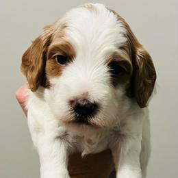 Frosty - Parti male Goldendoodle puppy in Bradenton, Florida from Christianna’s Mini Goldendoodles