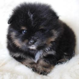 Blaze - Black and tan male Pomeranian puppy in San Marcos, Texas from Hill Country Poms