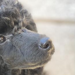 Poodles from Berndt Sienna Poodles