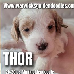 Thor - Grey Collar - Parti male Goldendoodle puppy in Fort Worth, Texas from Stacy Warwick