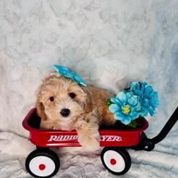 Fran - Cream female Maltipoo puppy in West Jordan, Utah from Mid Sized Maltipoos and More LLC