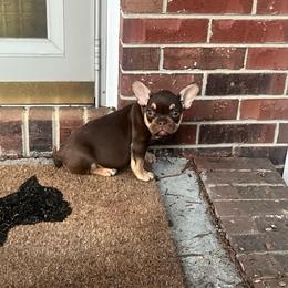 Mocha - Black and tan female French Bulldog puppy in Eden, North Carolina from Blackoutbulldogs