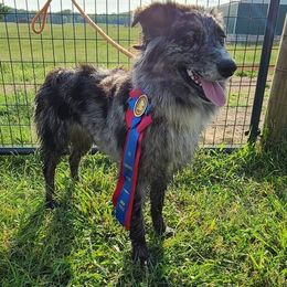 Australian Shepherd All Grown Up from Marvelled Aussies