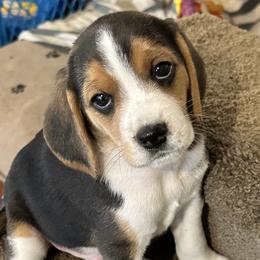 Be-Boo - Beagle puppy in Hillsboro, Oregon from Willamette Valley Beagles