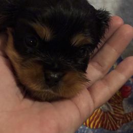 Cavalier King Charles Spaniel Puppies from Family first cavaliers