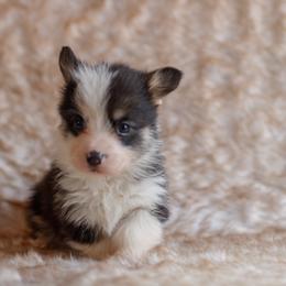 Boy 2 - Black and tan male Pembroke Welsh Corgi puppy in La Grange, Wyoming from Merrygold Corgis
