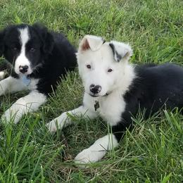 Border Collie Puppies from Bond Border Collies