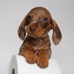 River (Mr. Head) - Dapple male Dachshund puppy in Red Bud, Illinois from Midwest Miniature Dachshunds