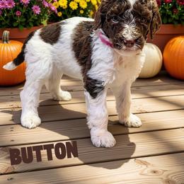 Button - Parti female Goldendoodle puppy in Ellenburg Center, New York from Kristin's Puppies