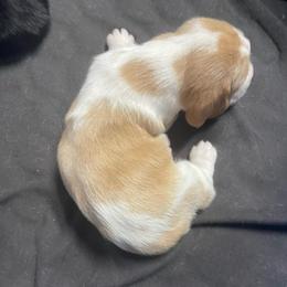 Grace - Lemon and white female Basset Hound puppy in Daleville, Alabama from Home Grown Basset Hounds of Alabama