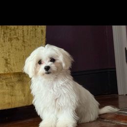 Princess Josie of My Precious pups - White female Maltese puppy in The Villages, Florida from My Precious Pups