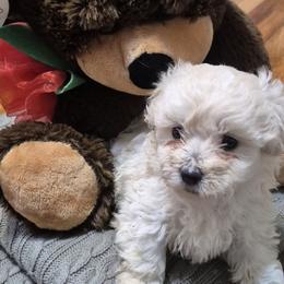 Galaxi - White female Shihpoo puppy in Pacolet, South Carolina from Kelli's Pups