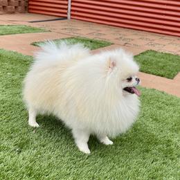 Marcel - White male Pomeranian puppy in Hot Springs, Arkansas from Pomeranian Empire