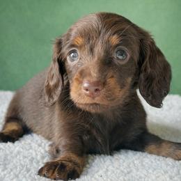 Fifi - Chocolate female Dachshund puppy in Pflugerville, Texas from Dream A Dream Dachshunds