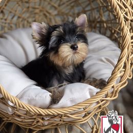 Jason - Black and tan male Yorkshire Terrier puppy in California from Corazon de gigante