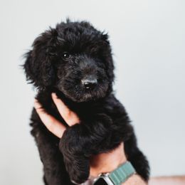 Romeo - Black Goldendoodle puppy in Canton, Georgia from Mae’s Doodles of Georgia