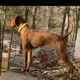 Honey - Vizsla