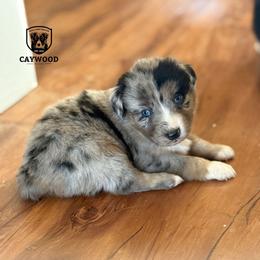 Duke - Blue merle male Australian Shepherd puppy in Columbia, Kentucky from Caywood Aussies