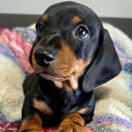 Boy - Black and tan male Dachshund puppy in Buckeye, Arizona from Sweetwater Dachshunds